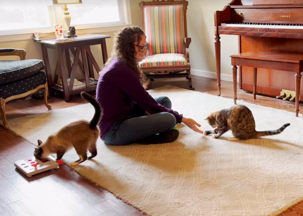 cat training while the other works on a food puzzle