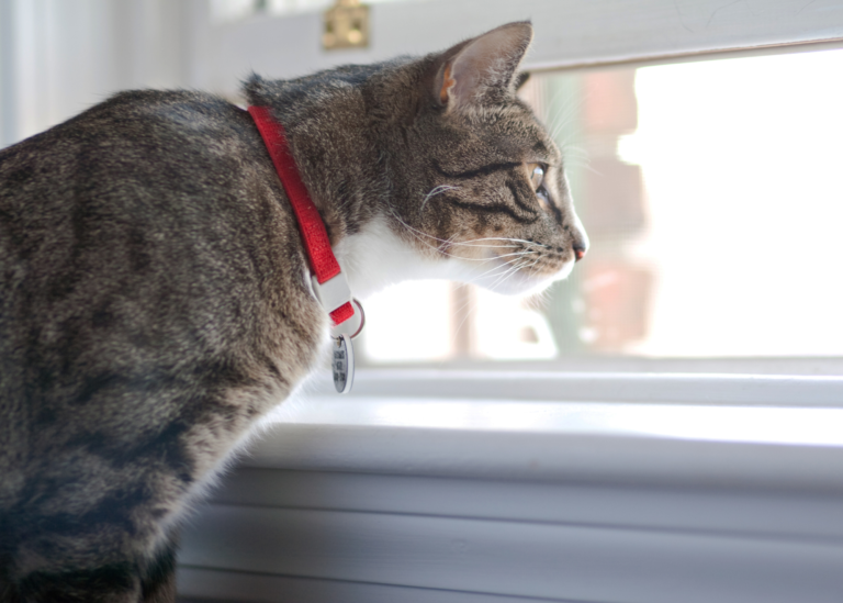 tabby cat wearing red collar staring outside window