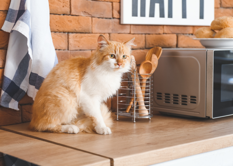 unwanted cat behavior - cat on kitchen counter