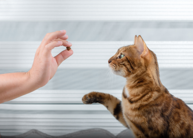 hand holding out treat to cat - clicker training cats