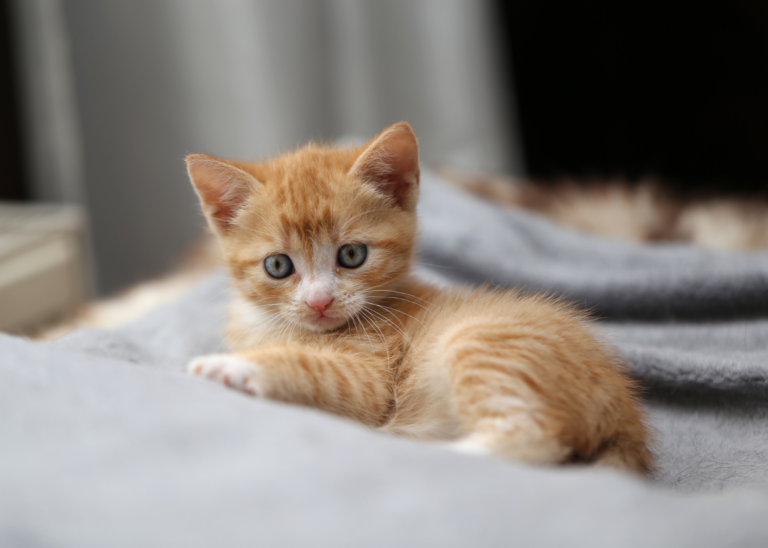 orange tabby kitten